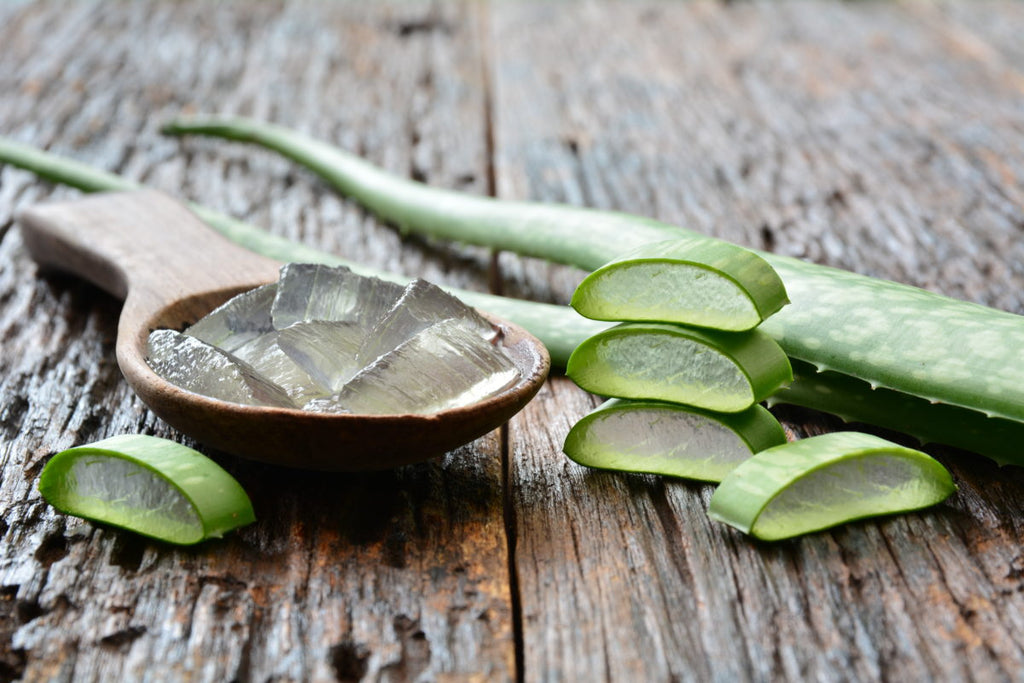 Aloe and Mint Article Image